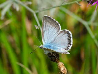 okgzl illimavi (Polyommatus coridon)