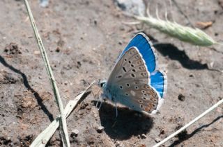 okgzl Gk Mavisi (Polyommatus bellargus)