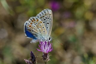 okgzl Gk Mavisi (Polyommatus bellargus)