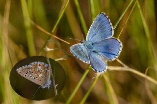 okgzl Gk Mavisi (Polyommatus bellargus)