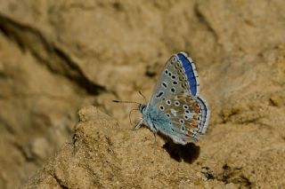 okgzl Gk Mavisi (Polyommatus bellargus)