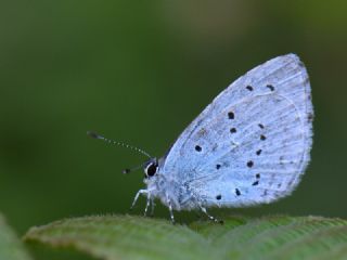 Kutsal Mavi (Celastrina argiolus)