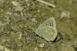 okgzl Turkuvaz Mavisi (Polyommatus dorylas)