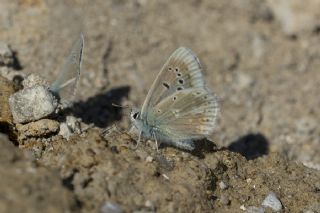 okgzl Turkuvaz Mavisi (Polyommatus dorylas)