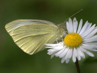 Kk Beyazmelek (Pieris rapae)