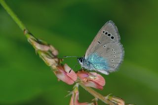 Karagz Mavisi (Glaucopsyche alexis)