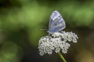 Kutsal Mavi (Celastrina argiolus)