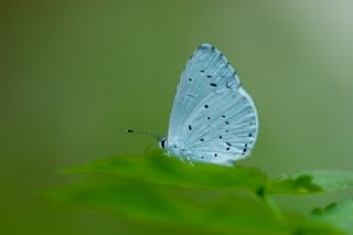 Kutsal Mavi (Celastrina argiolus)