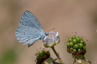 Kutsal Mavi (Celastrina argiolus)