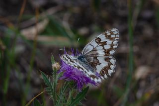 Anadolu Melikesi (Melanargia larissa)