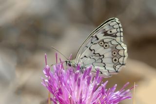 Anadolu Melikesi (Melanargia larissa)