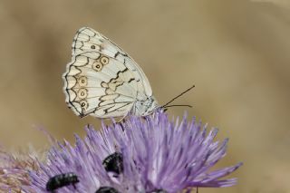 Anadolu Melikesi (Melanargia larissa)
