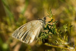 Anadolu Melikesi (Melanargia larissa)