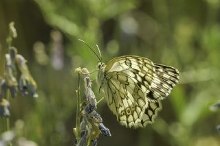 Anadolu Melikesi (Melanargia larissa)