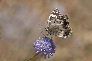 Anadolu Melikesi (Melanargia larissa)