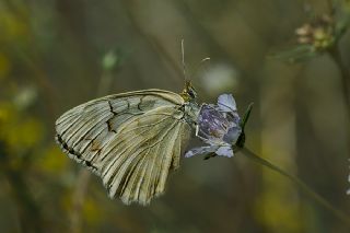 Anadolu Melikesi (Melanargia larissa)