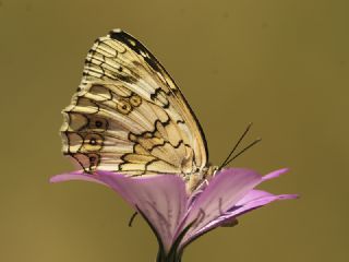 Anadolu Melikesi (Melanargia larissa)