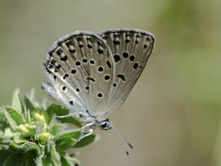 Byk Korubeni (Phengaris arion)