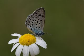 Byk Korubeni (Phengaris arion)