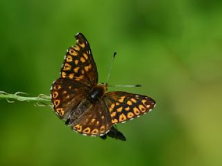 ncili Kelebek (Hamearis lucina)