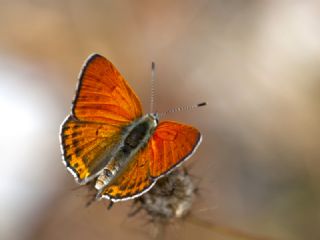 Kk Ate Gzeli (Lycaena thersamon)