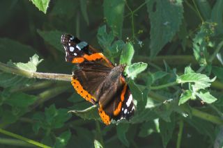 Atalanta (Vanessa atalanta)