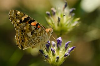 Diken Kelebei (Vanessa cardui)