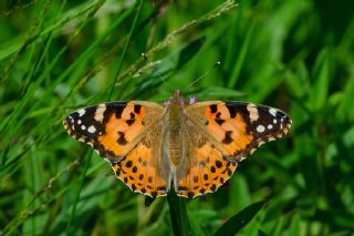 Diken Kelebei (Vanessa cardui)