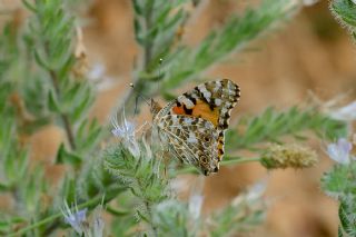 Diken Kelebei (Vanessa cardui)