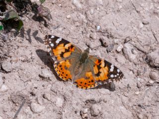 Diken Kelebei (Vanessa cardui)