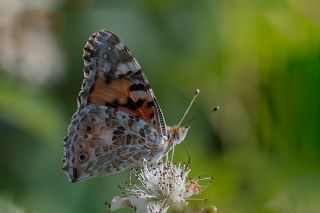 Diken Kelebei (Vanessa cardui)