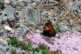 Aglais (Aglais urticae)