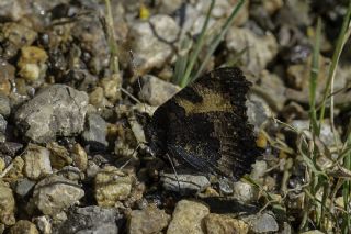 Aglais (Aglais urticae)