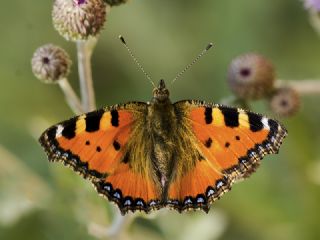 Aglais (Aglais urticae)