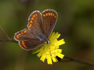 okgzl Esmer (Aricia agestis)