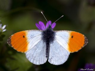 Turuncu Ssl (Anthocharis cardamines)