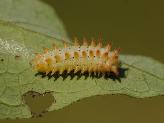 Orman Fistosu (Allancastria  cerisyi)