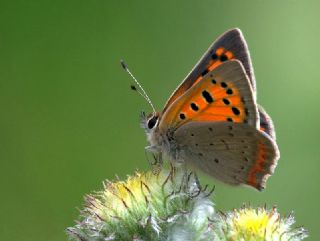 Benekli Bakr Gzeli (Lycaena phlaeas)