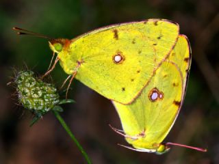 Sar Azamet (Colias croceus)