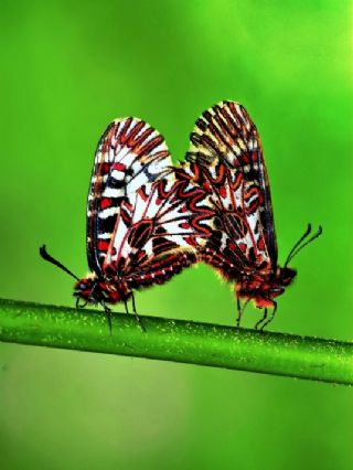 Gney Fistosu (Zerynthia polyxena)