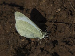 Da Beyazmelei (Pieris ergane)