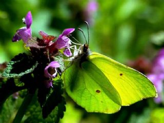 Orakkanat (Gonepteryx rhamni)