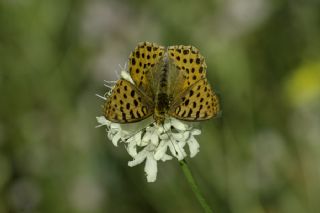 spanyol Kraliesi (Issoria lathonia)