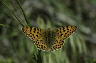 spanyol Kraliesi (Issoria lathonia)