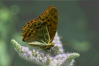 Cengaver (Argynnis paphia)