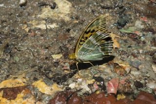 Cengaver (Argynnis paphia)