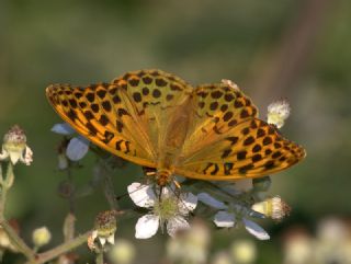 Cengaver (Argynnis paphia)