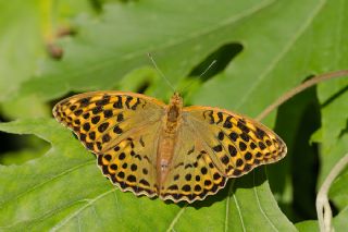Cengaver (Argynnis paphia)