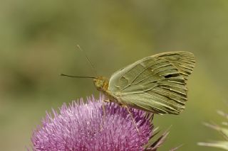 Bahadr (Argynnis pandora)