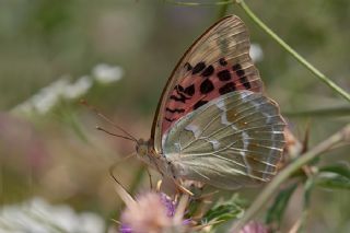 Bahadr (Argynnis pandora)